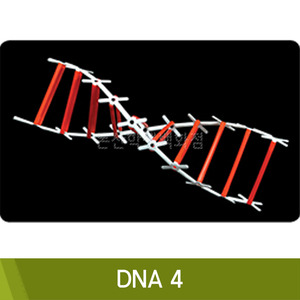 포디 DNA4(1세트)